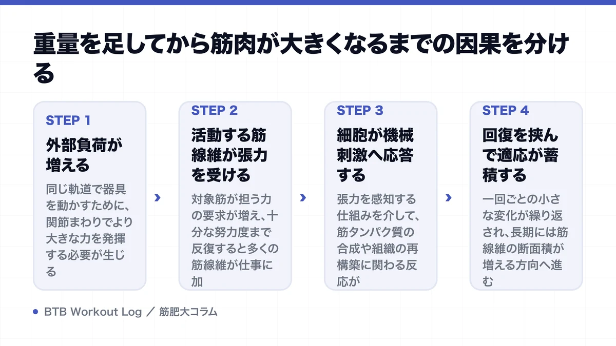 重量を足してから筋肉が大きくなるまでの因果を分けるを示す図解