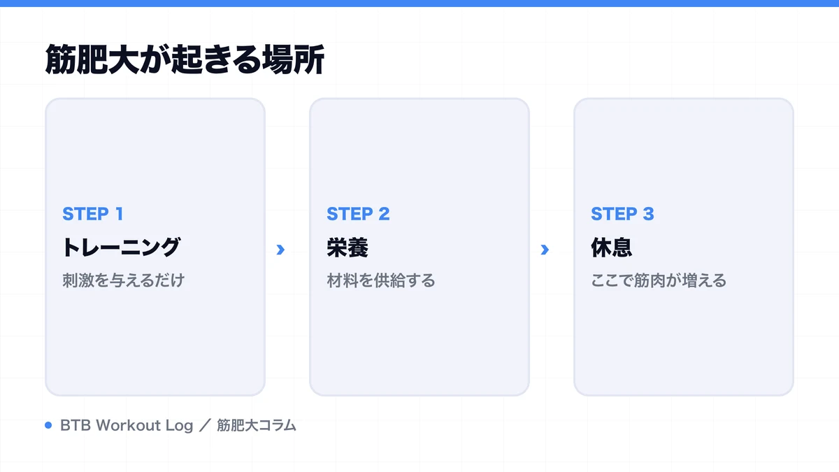 筋肥大が起きる場所を示す図解