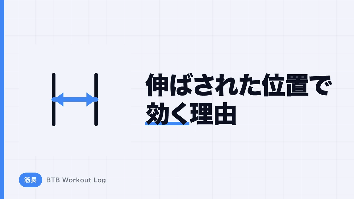 ストレッチされた状態で負荷をかけるとなぜ筋肥大しやすいのか？